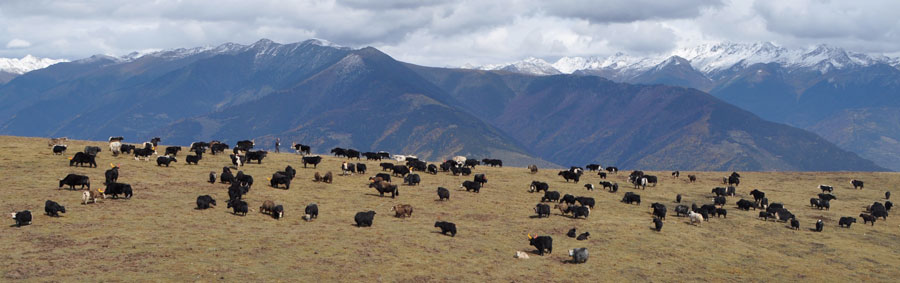 yaks-mountains